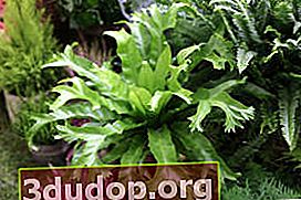 Asplenium, ou os de nidification (Asplenium nidus), l'une des variétés