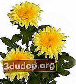Chrysanthemum Eleonora Jaune