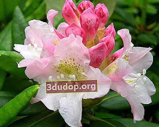 Rhododendron Fori à fruits courts (Rhododendron brachycarpum ssp.auriei)