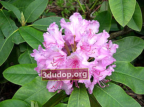 큰 잎이 달린 진달래 (Rhododendron macrophyllum)