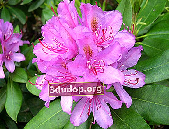 진달래 catawbiense (Rhododendron catawbiense)