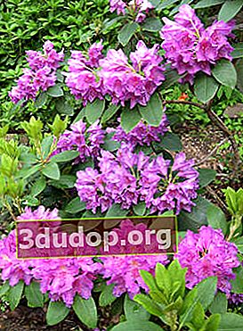 진달래 catawbiense (Rhododendron catawbiense)