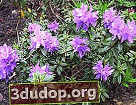Rhododendron dense (Rhododendron impeditum) Luisella