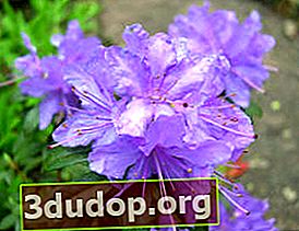 진달래 밀도 (Rhododendron impeditum) Luisella