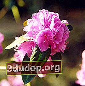 Rhododendron sichotense