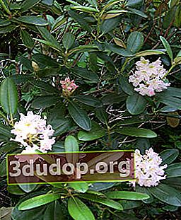 Rhododendron berbuah pendek (Rhododendron brachycarpum)