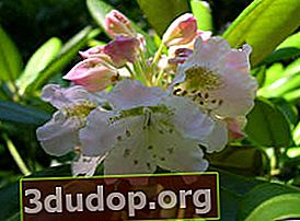 Rhododendron berbuah pendek (Rhododendron brachycarpum)