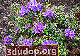 진달래 밀도 (Rhododendron impeditum)