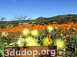 Printemps dans le parc national du Namaqualand (Royaume floristique du Cap)