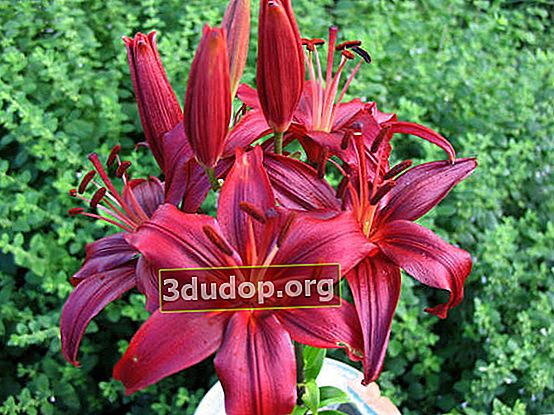 Lily South Night (hybrides asiatiques)