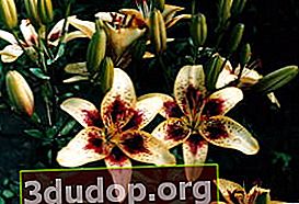 Lily Quirk (hybrides asiatiques)