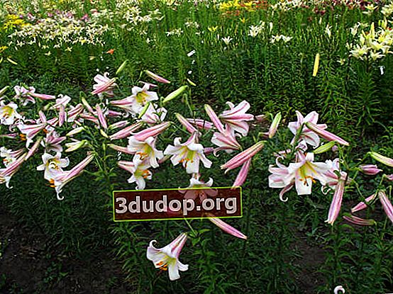 Lily Flamingo (hybrides tubulaires)