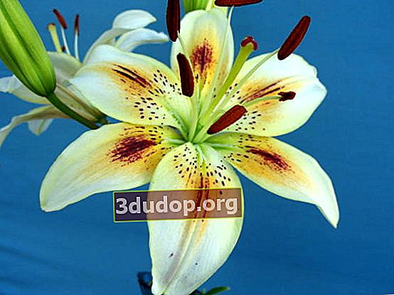 Lily Accent (hybrides asiatiques)