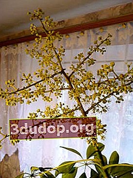 Schefflera arboricola, blommande