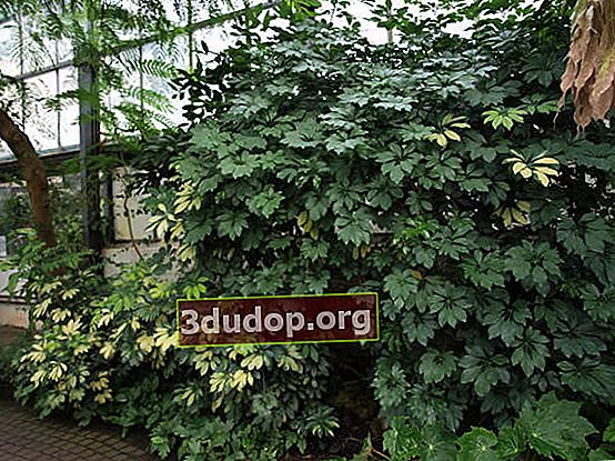 Schefflera arboricola (Schefflera arboricola) i ett växthus