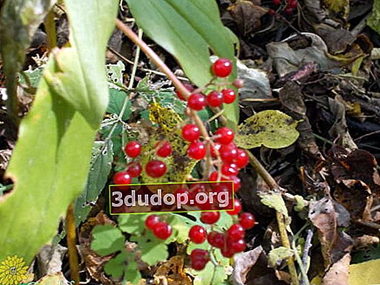 Sikat mineral (Maianthemum racemosum), atau smilacina racemosa (Smilacina racemosa)