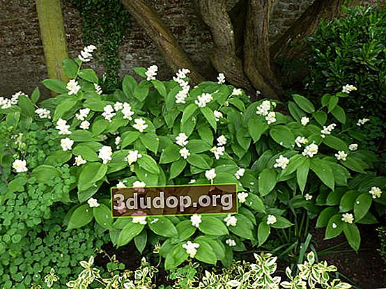 미네랄 브러쉬 (Maianthemum racemosum) 또는 smilacina racemosa (Smilacina racemosa)