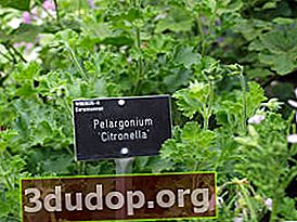 Citronnelle parfumée Pelargonium