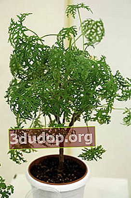 Eucament wangi pelargonium