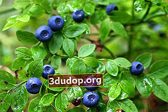 Blueberry menyembuhkan