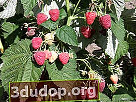 Raspberry Atlant