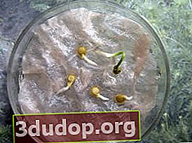 Semințe pe hidrogel