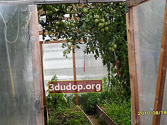 Type de développement génératif de tomate avec préservation de la croissance intensive