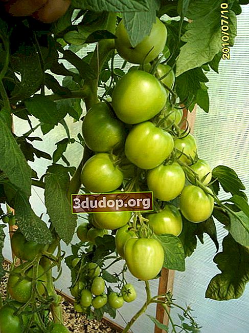 Tomat dengan tipe perkembangan generatif