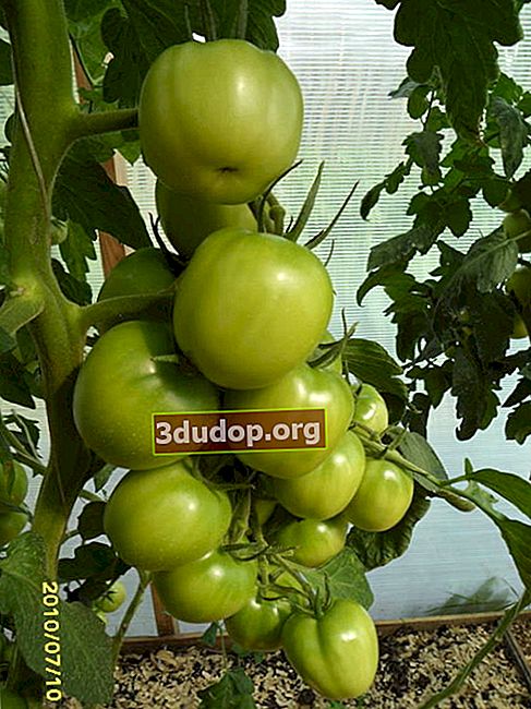 생성 유형의 개발 토마토
