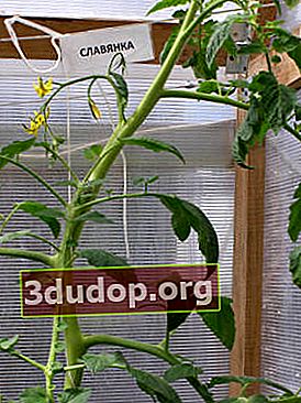 Une tomate au développement végétatif
