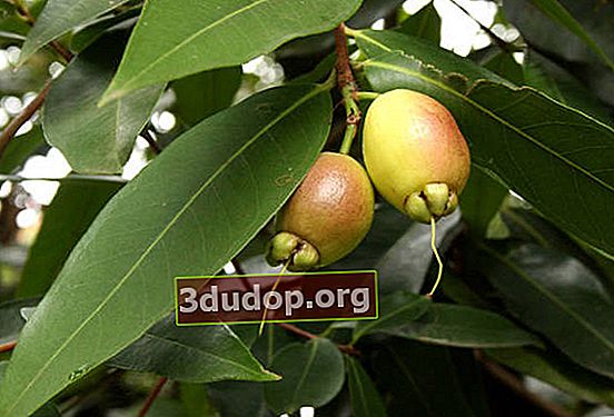 Syzygium yambose 또는 로즈 애플