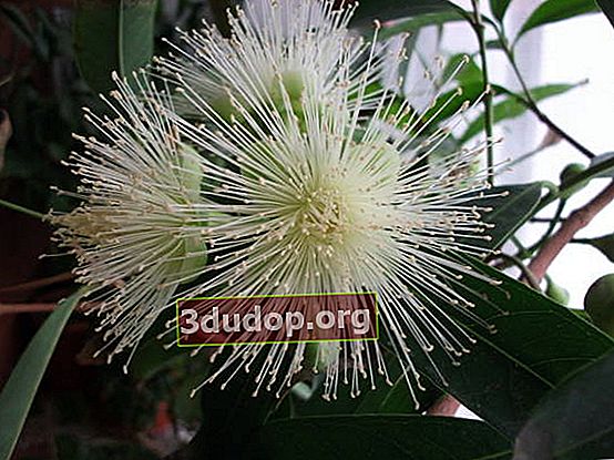 Syzygium yambosis ออกดอก / ภาพ: Natalia Semenova