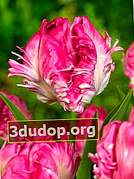 Perroquet fier de tulipe