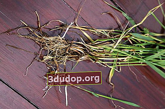 Herbe de blé rampante (Elytrigia repens)
