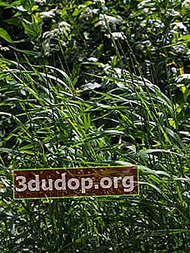 크리핑 밀싹 (Elytrigia repens)