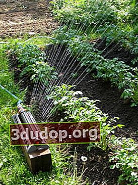 Système d'irrigation simple pour le site