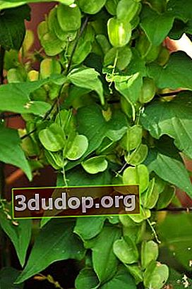 Dioscorea nippon în fructe