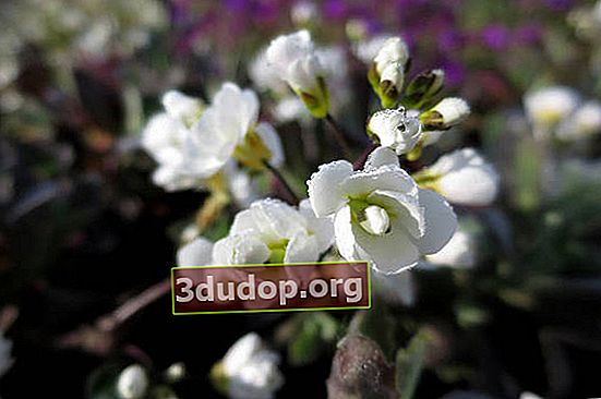 Arabis alpins (subsp caucasica Flore Pleno)