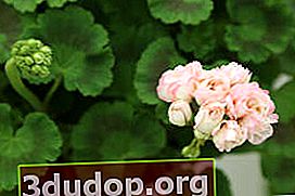 Kuntum mawar zonal Pelargonium Denis