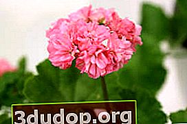 Bouton de rose zonal Pelargonium Noel Gordon