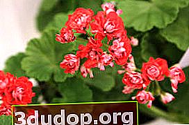 Bouton de rose zonal Pelargonium Pink Rambler