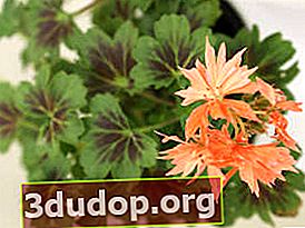 Pelargonium zoned star 청동 나비