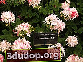Pelargonium 구역 별 모양 Snowbrigth