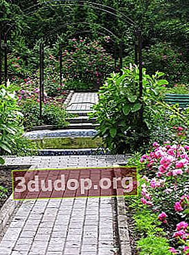 Taman Bunga Ros
