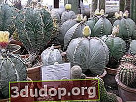 Astrophytums