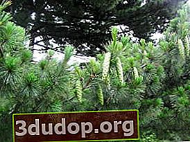 Pine of Pevki, atau Rumelian