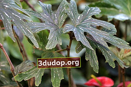 Scepter begonia (Begonia aconitifolia)