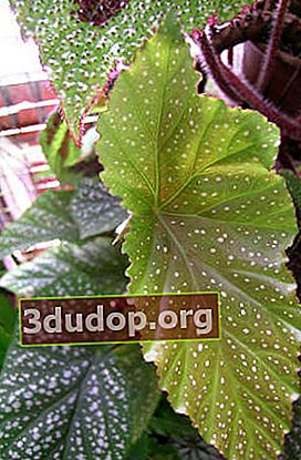 Begonia bercat putih