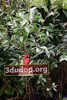 Pengisap payung (Eleagnus umbellata) Pointilla Amoroso