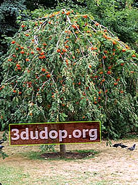 Abu gunung (Sorbus aucuparia) Pendula